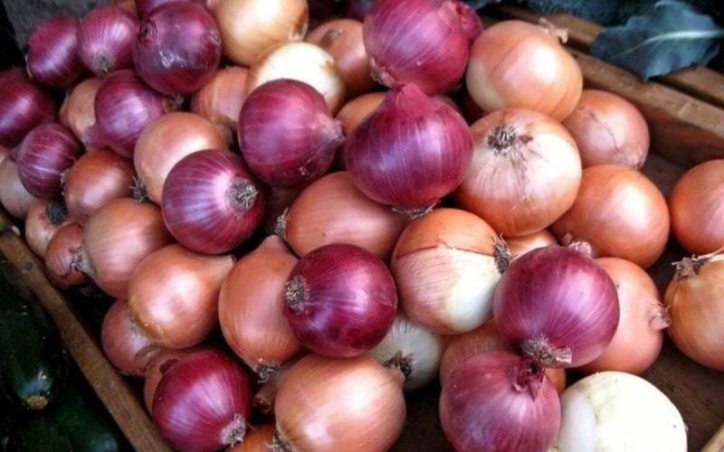 ارسال روزانه ۱۷۰۰ تُن پیاز جیرفت به بازار کشور